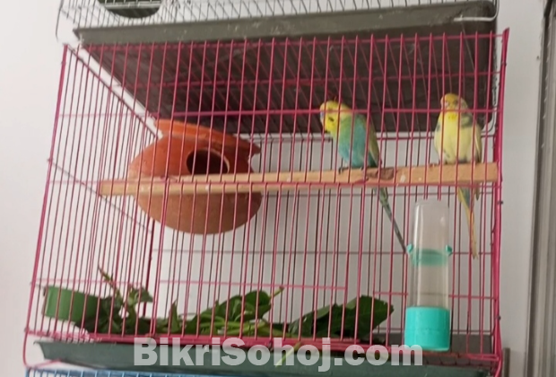 Masterpair(বাজরিগার পাখি)Rainbow cross bajrigar pakhu